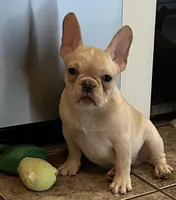 Fawn male 1, a male French Bulldog for sale in Springfield, MO – Photo 4 of 8