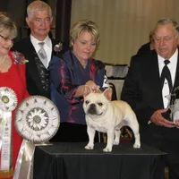 Fawn male 1, a male French Bulldog for sale in Springfield, MO – Photo 9 of 9