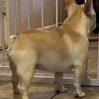 Fawn male 1, a male French Bulldog for sale in Springfield, MO – Photo 5 of 9