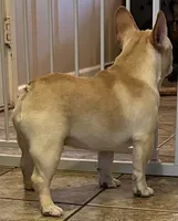 Fawn male 1, a male French Bulldog for sale in Springfield, MO – Photo 6 of 8