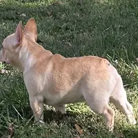 Fawn male 1, a male French Bulldog for sale in Springfield, MO – Photo 3 of 9