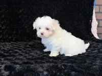 Poppy, a female Maltese for sale in Deepwater, MO – 2 of 9