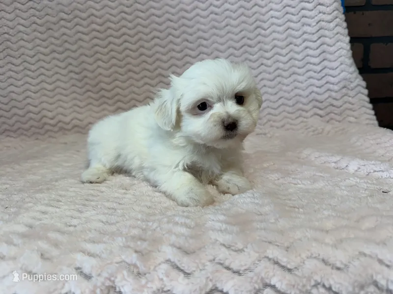 Millie – Maltese puppy for sale in Deepwater, MO