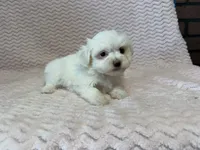 Millie, a female Maltese for sale in Deepwater, MO – 1 of 10