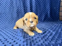 Charlie, a male Cavalier King Charles Spaniel for sale in Deepwater, MO – 4 of 8