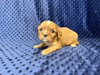 Charlie, a male Cavalier King Charles Spaniel for sale in Deepwater, MO – 8 of 8