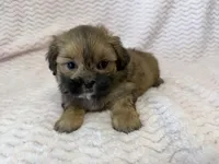 Ellie, a female Shihpoo for sale in Deepwater, MO – 1 of 10