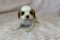 Lulu, a female Cavalier King Charles Spaniel for sale in Deepwater, MO – 1 of 9