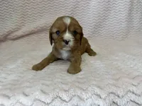 Honey, a female Cavalier King Charles Spaniel for sale in Deepwater, MO – 7 of 10