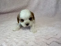 Lulu, a female Cavalier King Charles Spaniel for sale in Deepwater, MO – 6 of 9