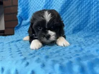 Ranger, a male Poodle - Miniature  for sale in Deepwater, MO – 7 of 10