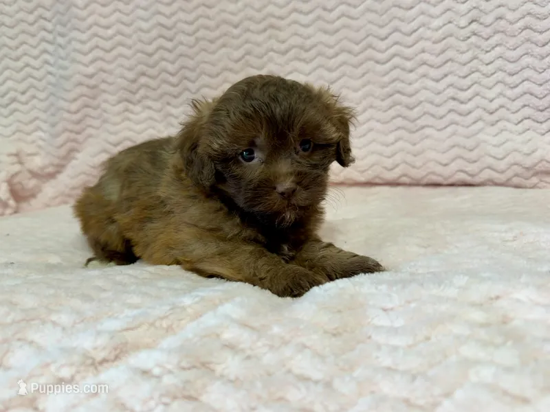 Millie – Shihpoo puppy for sale in Deepwater, MO