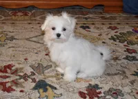 processed/404e350d-1fd3-4a1b-b7cd-b4759bde331c/listing/0d240322-2e93-4f2a-8c4c-8507246a66df/4340e80d-4076-405a-8160-b39d1b121a44