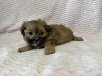 Ellie, a female Shihpoo for sale in Deepwater, MO – 9 of 10