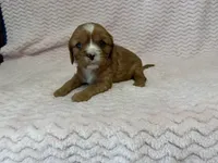 Honey, a female Cavalier King Charles Spaniel for sale in Deepwater, MO – 9 of 10