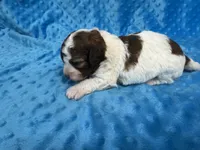Scooter, a male Shihpoo for sale in Deepwater, MO – 6 of 8