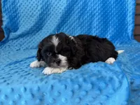 Ranger, a male Poodle - Miniature  for sale in Deepwater, MO – 10 of 10