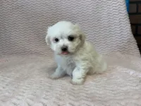 Millie, a female Maltese for sale in Deepwater, MO – 5 of 10