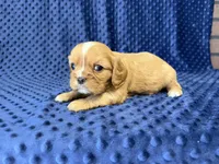 Charlie, a male Cavalier King Charles Spaniel for sale in Deepwater, MO – 2 of 8