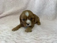 Honey, a female Cavalier King Charles Spaniel for sale in Deepwater, MO – 4 of 10
