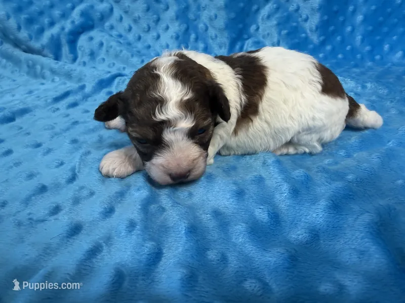 Scooter – Shihpoo puppy for sale in Deepwater, MO