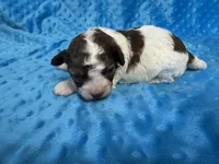 Scooter, a male Shihpoo for sale in Deepwater, MO – 1 of 8
