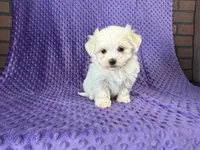 Molly, a female Maltese for sale in Deepwater, MO – 7 of 8