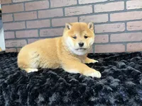 processed/404e350d-1fd3-4a1b-b7cd-b4759bde331c/listing/1d1ca334-8696-4df3-b017-a331c699b2c2/13cd80fd-9830-4e58-9fa1-c2312706932f