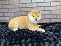 processed/404e350d-1fd3-4a1b-b7cd-b4759bde331c/listing/1d1ca334-8696-4df3-b017-a331c699b2c2/454d6a9f-476b-4ba4-a990-6d9f3ee62586