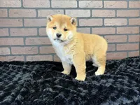 processed/404e350d-1fd3-4a1b-b7cd-b4759bde331c/listing/1d1ca334-8696-4df3-b017-a331c699b2c2/4da5f3a3-bd01-4292-b946-6bbbf31fc79b