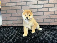 processed/404e350d-1fd3-4a1b-b7cd-b4759bde331c/listing/1d1ca334-8696-4df3-b017-a331c699b2c2/90b0bc76-574e-4304-9ccd-4dd587560ec5