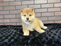 processed/404e350d-1fd3-4a1b-b7cd-b4759bde331c/listing/1d1ca334-8696-4df3-b017-a331c699b2c2/95191944-9070-4982-9e8a-ceae46e2053a