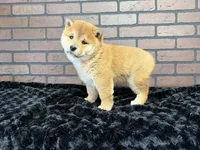 processed/404e350d-1fd3-4a1b-b7cd-b4759bde331c/listing/1d1ca334-8696-4df3-b017-a331c699b2c2/bbde61d7-a682-4347-ade5-e2a0e59d43db