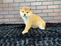 processed/404e350d-1fd3-4a1b-b7cd-b4759bde331c/listing/1d1ca334-8696-4df3-b017-a331c699b2c2/c1ebc21a-60ab-473e-b697-bc869ac6c3a3