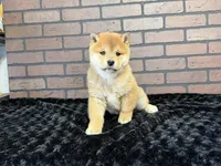 processed/404e350d-1fd3-4a1b-b7cd-b4759bde331c/listing/1d1ca334-8696-4df3-b017-a331c699b2c2/f7fcfb3b-dc63-438f-98d9-c31a3e053188