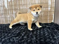 processed/404e350d-1fd3-4a1b-b7cd-b4759bde331c/listing/1e130318-befd-4765-b8d5-d0c4baa9b137/09dc31bd-0fba-447e-8f7b-c502129e6c3d