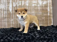 processed/404e350d-1fd3-4a1b-b7cd-b4759bde331c/listing/1e130318-befd-4765-b8d5-d0c4baa9b137/0ee4c1e4-a0c0-4e78-9faa-a56fa5c812f0