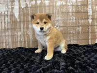 processed/404e350d-1fd3-4a1b-b7cd-b4759bde331c/listing/1e130318-befd-4765-b8d5-d0c4baa9b137/375c8e15-2276-42dd-a073-b93977f9e53b