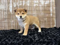 processed/404e350d-1fd3-4a1b-b7cd-b4759bde331c/listing/1e130318-befd-4765-b8d5-d0c4baa9b137/3e7a10a0-ff1c-4e1b-9e49-868014eccfbc