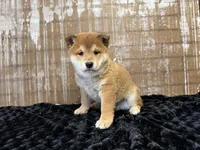 processed/404e350d-1fd3-4a1b-b7cd-b4759bde331c/listing/1e130318-befd-4765-b8d5-d0c4baa9b137/4e2f2cae-c450-4cb8-b1d2-1bf2ca82ef68