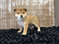 processed/404e350d-1fd3-4a1b-b7cd-b4759bde331c/listing/1e130318-befd-4765-b8d5-d0c4baa9b137/7cd46156-1466-4134-a8be-5275e14da546