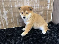 processed/404e350d-1fd3-4a1b-b7cd-b4759bde331c/listing/1e130318-befd-4765-b8d5-d0c4baa9b137/92aa4c41-e542-49a7-824f-3228a85cb63a