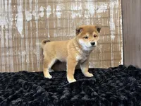 processed/404e350d-1fd3-4a1b-b7cd-b4759bde331c/listing/1e130318-befd-4765-b8d5-d0c4baa9b137/abd93aa6-7d0c-4d2c-8a8b-c4e722a1b9a9