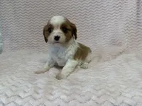 processed/404e350d-1fd3-4a1b-b7cd-b4759bde331c/listing/20c5fa40-0528-482d-a2b9-42c929228c05/25d02146-eff2-4f6c-b2fe-f7aa72a3f58b