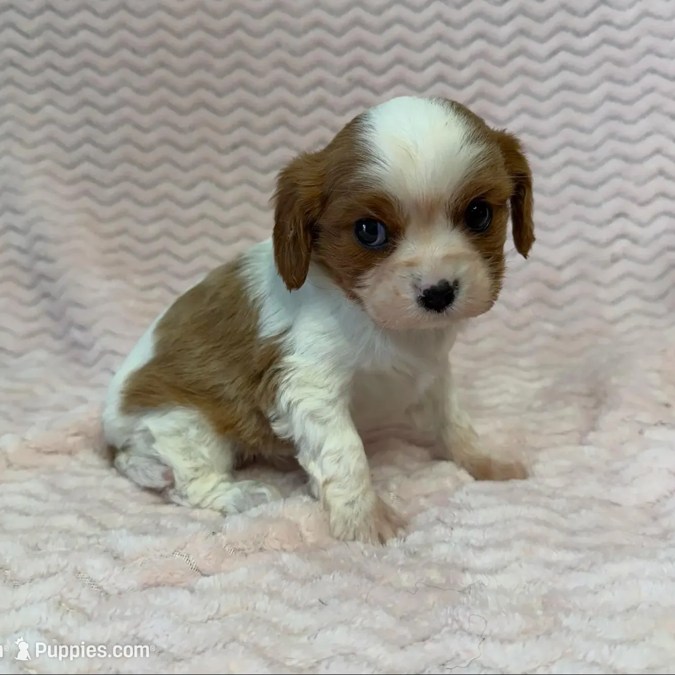 processed/404e350d-1fd3-4a1b-b7cd-b4759bde331c/listing/20c5fa40-0528-482d-a2b9-42c929228c05/60a23c95-f04e-48b7-8fad-398fa0498e04