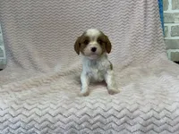 processed/404e350d-1fd3-4a1b-b7cd-b4759bde331c/listing/20c5fa40-0528-482d-a2b9-42c929228c05/b4b66e97-4293-473a-9d03-8ca8594a4a02