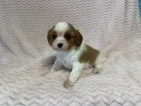 processed/404e350d-1fd3-4a1b-b7cd-b4759bde331c/listing/20c5fa40-0528-482d-a2b9-42c929228c05/b75eed71-7003-4757-b201-6a48b74eab8a