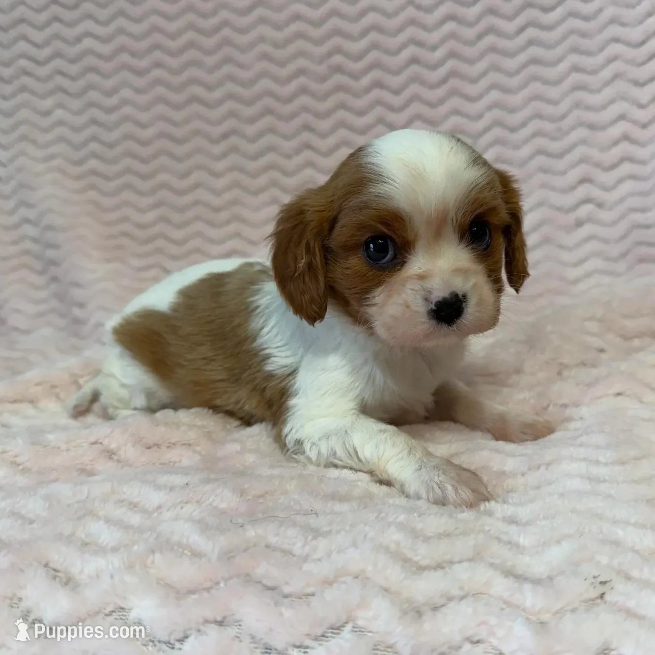 processed/404e350d-1fd3-4a1b-b7cd-b4759bde331c/listing/20c5fa40-0528-482d-a2b9-42c929228c05/bf34782e-40d8-4aa3-8159-9978d7441a35