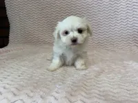 Millie, a female Maltese for sale in Deepwater, MO – 4 of 10