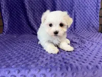 Molly, a female Maltese for sale in Deepwater, MO – 3 of 8